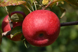 Connell Red Apple (Malus 'Connell Red') at Stonegate Gardens