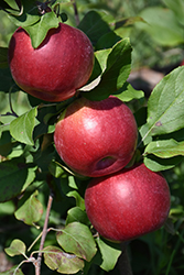 Hazen Apple (Malus 'Hazen') at Stonegate Gardens