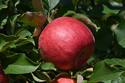 Novamac Apple (Malus 'Novamac') at Lakeshore Garden Centres