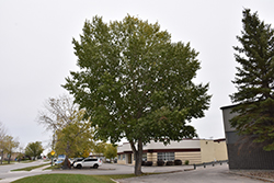 Northwest Poplar (Populus x jackii 'Northwest') at Lakeshore Garden Centres