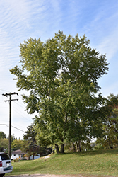 Lanceleaf Poplar (Populus x acuminata) at Stonegate Gardens