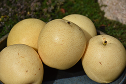 Shinseiki Asian Pear (Pyrus pyrifolia 'Shinseiki') at Stonegate Gardens