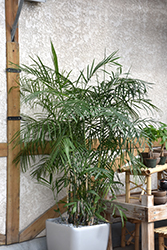 Cat Palm (Chamaedorea cataractarum) at Stonegate Gardens