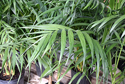 Hoopers Palm (Chamaedorea hooperiana) at Lakeshore Garden Centres