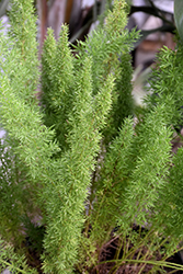 Myers Foxtail Fern (Asparagus densiflorus 'Myers') at Stonegate Gardens