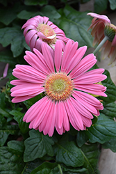 Pink Gerbera Daisy (Gerbera 'Pink') at Lakeshore Garden Centres
