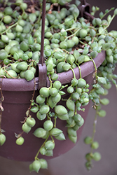 String Of Pearls (Senecio rowleyanus) at Lakeshore Garden Centres
