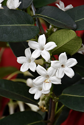 Madagascar Jasmine (Stephanotis floribunda) at Stonegate Gardens