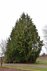 Blue Nootka Cypress (Chamaecyparis nootkatensis 'Glauca') at Lakeshore Garden Centres