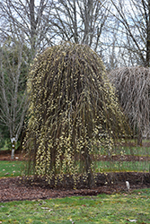 Weeping Pussy Willow (Salix caprea 'Pendula') at Stonegate Gardens