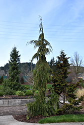 Weeping Nootka Cypress (Chamaecyparis nootkatensis 'Pendula') at Stonegate Gardens