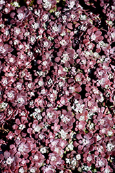 Carnea Stonecrop (Sedum spathulifolium 'Carnea') at Stonegate Gardens