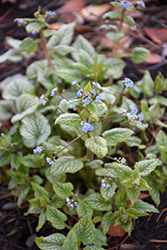Alchemy Pewter Bugloss (Brunnera macrophylla 'TNBRUAP') at Lakeshore Garden Centres