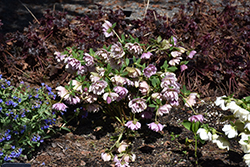 Peppermint Ice Hellebore (Helleborus 'Peppermint Ice') at Stonegate Gardens