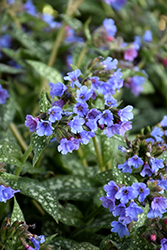 Trevi Fountain Lungwort (Pulmonaria 'Trevi Fountain') at The Mustard Seed