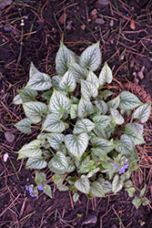 Silver Charm Bugloss (Brunnera macrophylla 'Silver Charm') at Stonegate Gardens