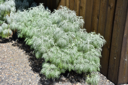 Makana Silver Artemisia (Artemisia mauiensis 'TNARTMS') at Stonegate Gardens