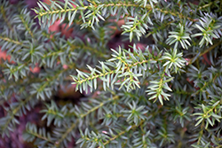 Tasmanian Podocarp (Podocarpus alpinus) at Stonegate Gardens