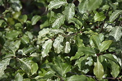 Irene Patterson Kohuhu (Pittosporum tenuifolium 'Irene Patterson') at Lakeshore Garden Centres