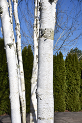 Whitebark Himalayan Birch (clump) (Betula utilis 'var. jacquemontii (clump)') at Lakeshore Garden Centres