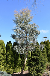 Bell-fruited Mallee (Eucalyptus preissiana) at Stonegate Gardens