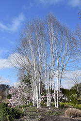 Whitebark Himalayan Birch (clump) (Betula utilis 'var. jacquemontii (clump)') at Stonegate Gardens