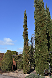 Karoonda Cypress (Cupressus macrocarpa 'Karoonda') at Stonegate Gardens