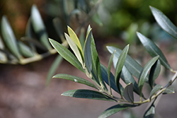 Arbequina European Olive (Olea europaea 'Arbequina') at Stonegate Gardens
