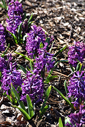 Purple Sensation Hyacinth (Hyacinthus orientalis 'Purple Sensation') at Stonegate Gardens
