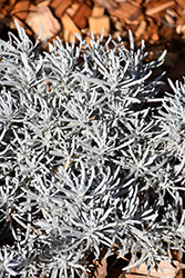 Silver Curry Bush (Helichrysum tianshanicum) at Stonegate Gardens