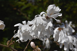 Star Magnolia (Magnolia stellata) at Lakeshore Garden Centres