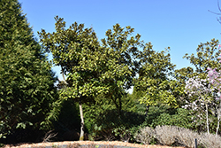 Saint Mary Magnolia (Magnolia grandiflora 'Saint Mary') at Stonegate Gardens