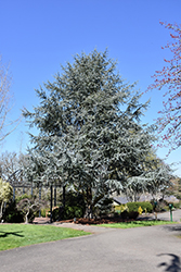 Blue Atlas Cedar (Cedrus atlantica 'Glauca') at Stonegate Gardens