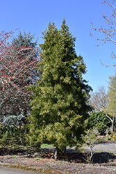 Japanese Umbrella Pine (Sciadopitys verticillata) at Stonegate Gardens