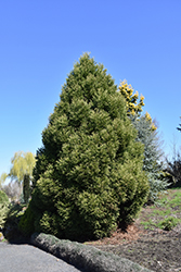 Spiralis Japanese Cedar (Cryptomeria japonica 'Spiralis') at Stonegate Gardens