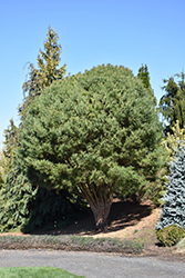 Beauvronensis Scotch Pine (Pinus sylvestris 'Beauvronensis') at Stonegate Gardens