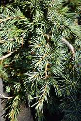 Mountain Beauty Deodar Cedar (Cedrus deodara 'Mountain Beauty') at Stonegate Gardens