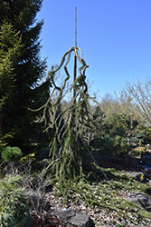 Cobra Norway Spruce (Picea abies 'Cobra') at Stonegate Gardens
