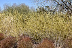 Arctic Fire Yellow Dogwood (Cornus sericea 'SMNCSBD') at Stonegate Gardens