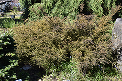 County Park Fire Alpine Plum Yew (Podocarpus 'County Park Fire') at Lakeshore Garden Centres