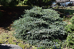 Prostrate Alcock's Spruce (Picea alcoquiana 'Prostrata') at Stonegate Gardens