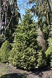 Mariesii Hinoki Falsecypress (Chamaecyparis obtusa 'Mariesii') at Stonegate Gardens