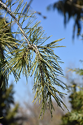 Slim Jim Scotch Pine (Pinus sylvestris 'Slim Jim') at Stonegate Gardens
