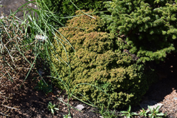 Tenzan Japanese Cedar (Cryptomeria japonica 'Tenzan') at Stonegate Gardens