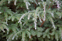Moon Frost Hemlock (Tsuga canadensis 'Moon Frost') at Lakeshore Garden Centres