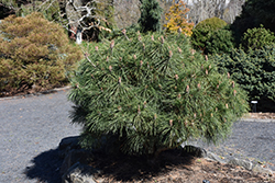 Brepo Dwarf Austrian Pine (Pinus nigra 'Brepo') at Stonegate Gardens