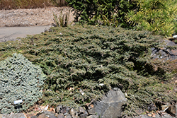 Green Carpet Juniper (Juniperus communis 'Green Carpet') at Stonegate Gardens