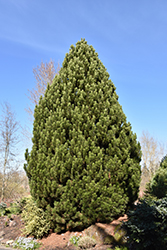 Compact Gem Bosnian Pine (Pinus heldreichii 'Compact Gem') at Stonegate Gardens
