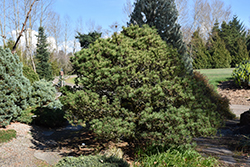 Spaan's Dwarf Shore Pine (Pinus contorta 'Spaan's Dwarf') at Stonegate Gardens