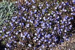 Georgia Blue Speedwell (Veronica peduncularis 'Georgia Blue') at Lakeshore Garden Centres